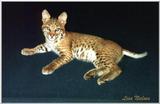 bobcat kitten - 164-10.jpg (1/1)