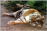 tiger, relaxing! - 180-18.jpg (1/1)