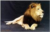 male lion - 185-19.jpg (1/1)