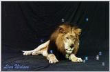 male lion with bubbles - 185-24.jpg (1/1)