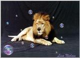 male lion with bubbles 2 - 185-25.jpg (1/1)