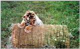 tiger cub 10 days old - 187-15.jpg (1/1)