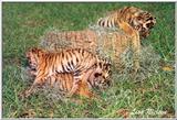 more tiger cubs - 187-5.jpg (1/1)