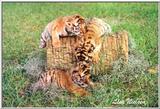 more tiger cubs - 187-7.jpg (1/1)