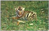 single tiger cub - 188-6.jpg (1/1)