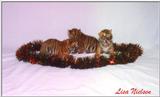 more christmas tiger cubs - 192-18.jpg (1/1)