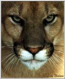 cougar face 2 - 194-13.jpg (1/1)