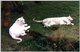 all white tiger1 - 217-17.jpg (1/1)