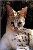 white-footed serval - 222-21.jpg (1/1)