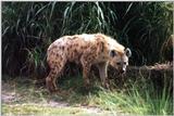 hyaena - 235-2.jpg (Spotted Hyena)