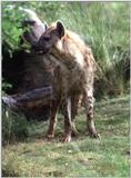 hyaena - 235-3.jpg (Spotted Hyena)