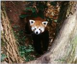 red panda at Zoo Atlanta - 237-10.jpg