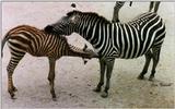 zebras grooming - 240-9.jpg (1/1)