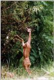 female gerenuk feeding - 243-18.jpg (1/1)