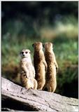 meerkats - 246-14.jpg (1/1)