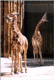 baby giraffes - 248-7.jpg (1/1)
