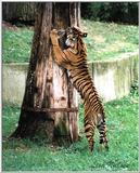 tiger at DC zoo - 249-25.jpg (1/1)