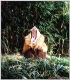 lion yawning - 250-24.jpg (1/1)