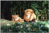 Lion pair - 250-25.jpg (1/1)