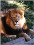 male lion - 251-15.jpg (1/1)