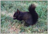 melanistic squirrel - 251-20.jpg (1/1)