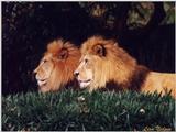 gorgeous lions at DC zoo - 251-9.jpg (1/1)