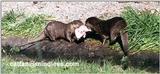 asian small-clawed otters - 256-10.jpg --- oriental small-clawed otter (Aonyx cinereus)