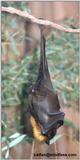 giant fruit bat - 256-21.jpg (1/1)