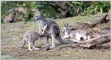 nursing kangaroo - 259-6.jpg (1/1)