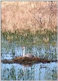 sandhill crane nesting - 265-19.jpg (1/1)