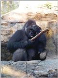 male gorilla - 270-18a.jpg (1/1)