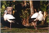 European white storks - 272-24.jpg