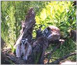 ringtail lemurs - 273-2a.jpg (1/1)