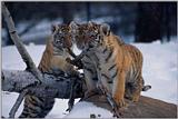 3-Young-Tigers