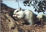 California Ground Squirrel 80k jpg