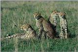 4-Cheetah's