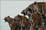 4-Tigers