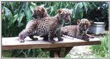 leopard cubs - 45-7a.jpg (1/1)