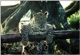 female leopard - 47-4.jpg (1/1)