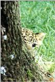 stalking cub - 48-1a.jpg (1/1)