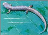 Four-toed Salamander (Hemidactylium scutatum) #1id