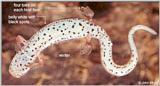 Four-toed Salamander (Hemidactylium scutatum) #2id