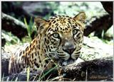 male leopard - 51-16a.jpg (1/1)