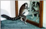 ringtail lemur - 6-19.jpg (1/1)