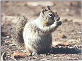 Calif. Ground Squirrel 74k jpg