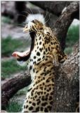leopard yawning - 74-14a.jpg (1/1)