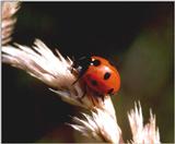 fNP - Ladybug - 7punt2.jpg