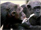 Animals - 800 - Chimpance.jpg - File 04 of 11 (1/1)