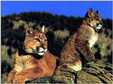 Animals - 800 - Cougar.jpg - File 05 of 11 (1/1)