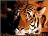 Animals - 800 - tiger.jpg - File 11 of 11 (1/1)